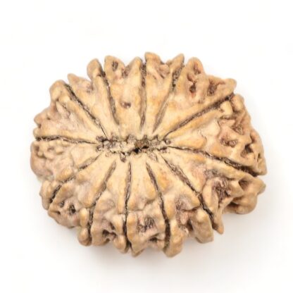 12-Mukhi-Rudraksha-Nepal-Premium-12-Back