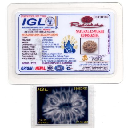 12-Mukhi-Rudraksha-Nepal-Premium-12-Certificate