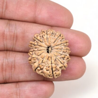 12-Mukhi-Rudraksha-Nepal-Premium-12-Hand