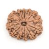 12-Mukhi-Rudraksha-Nepal-Premium-2