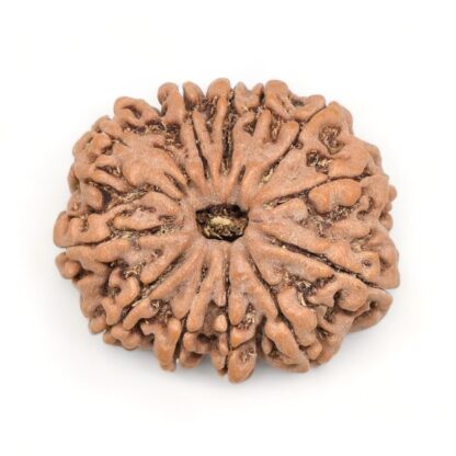 12-Mukhi-Rudraksha-Nepal-Premium-2