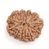 12-Mukhi-Rudraksha-Nepal-Premium-2-Back