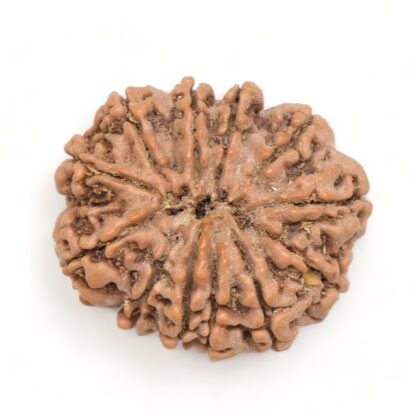 12-Mukhi-Rudraksha-Nepal-Premium-2-Back