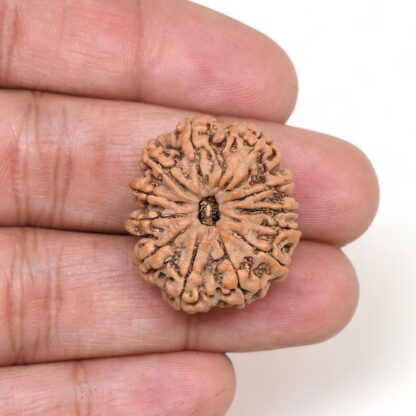 12-Mukhi-Rudraksha-Nepal-Premium-2-Hand