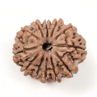 12-Mukhi-Rudraksha-Nepal-Premium-3