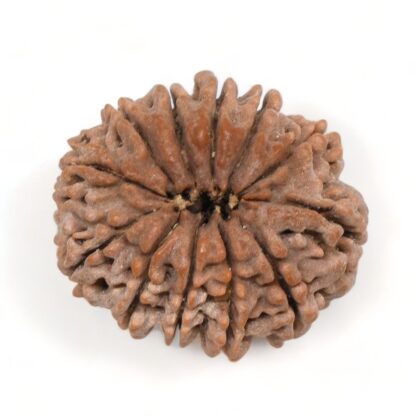 12-Mukhi-Rudraksha-Nepal-Premium-3-Back