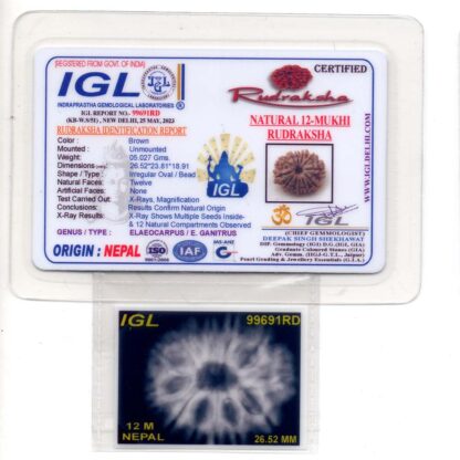 12-Mukhi-Rudraksha-Nepal-Premium-3-Certificate