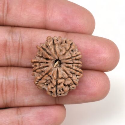 12-Mukhi-Rudraksha-Nepal-Premium-3-Hand