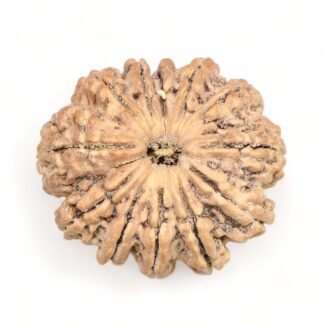 12-Mukhi-Rudraksha-Nepal-Premium-4