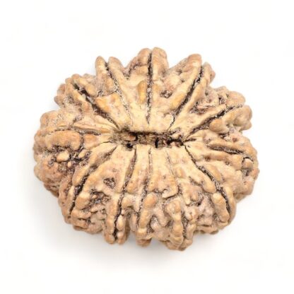 12-Mukhi-Rudraksha-Nepal-Premium-4-Back