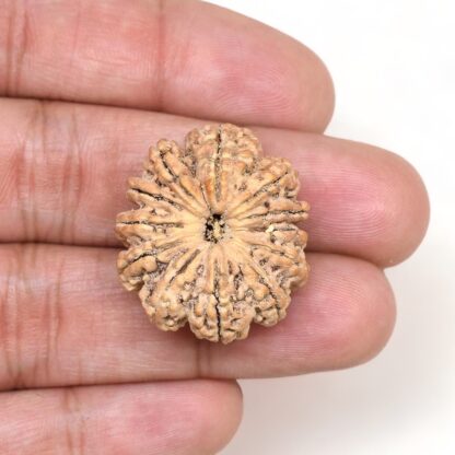 12-Mukhi-Rudraksha-Nepal-Premium-4-Hand