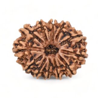 12-Mukhi-Rudraksha-Nepal-Premium-5