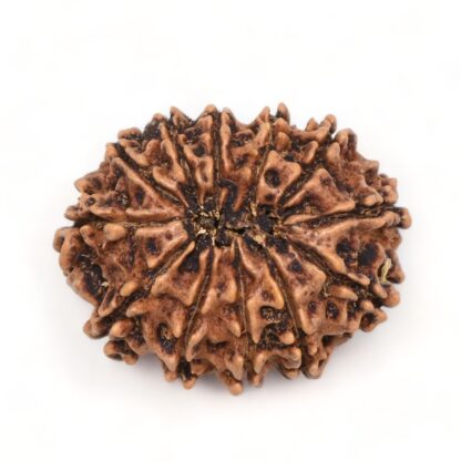 12-Mukhi-Rudraksha-Nepal-Premium-5-Back