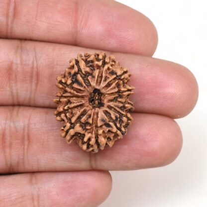 12-Mukhi-Rudraksha-Nepal-Premium-5-Hand