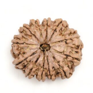 12-Mukhi-Rudraksha-Nepal-Premium-6