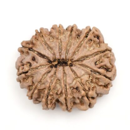 12-Mukhi-Rudraksha-Nepal-Premium-6-Back