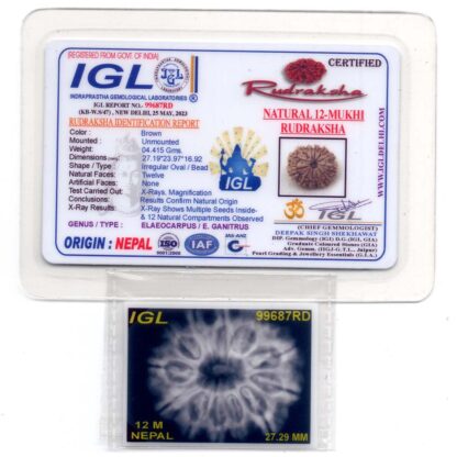 12-Mukhi-Rudraksha-Nepal-Premium-6-Certificate