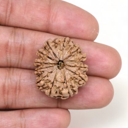 12-Mukhi-Rudraksha-Nepal-Premium-6-Hand