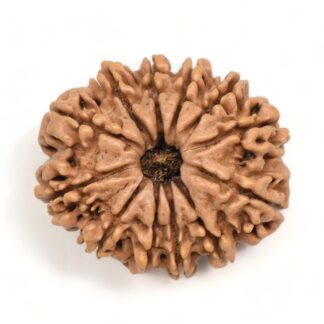 12-Mukhi-Rudraksha-Nepal-Premium-7