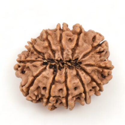 12-Mukhi-Rudraksha-Nepal-Premium-7-Back