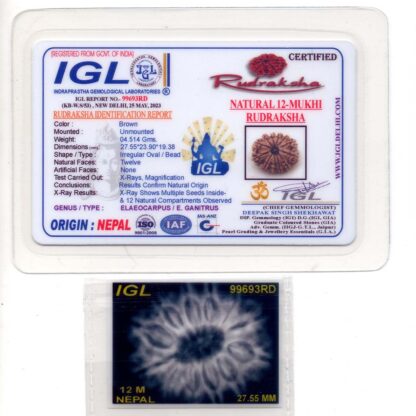 12-Mukhi-Rudraksha-Nepal-Premium-7-Certificate