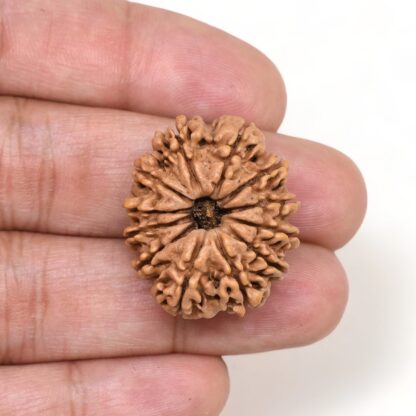 12-Mukhi-Rudraksha-Nepal-Premium-7-Hand