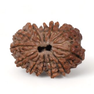 12-Mukhi-Rudraksha-Nepal-Premium-8