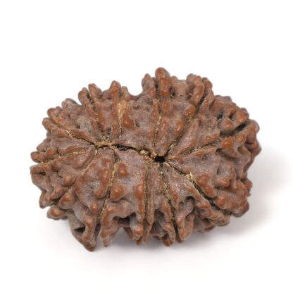 12-Mukhi-Rudraksha-Nepal-Premium-8-Back