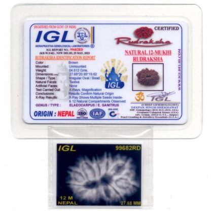 12-Mukhi-Rudraksha-Nepal-Premium-8-Certificate