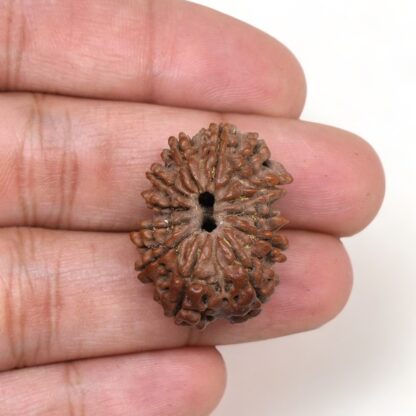 12-Mukhi-Rudraksha-Nepal-Premium-8-Hand