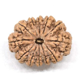 12-Mukhi-Rudraksha-Nepal-Premium-9