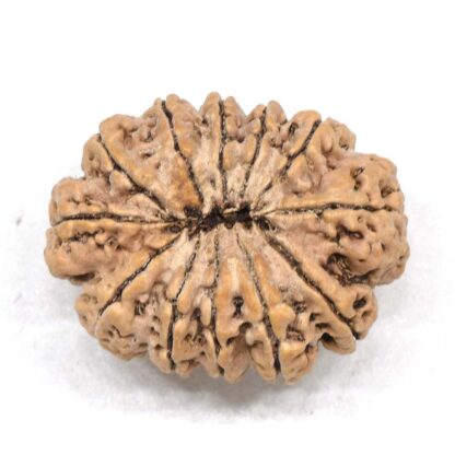 12-Mukhi-Rudraksha-Nepal-Premium-9-Back