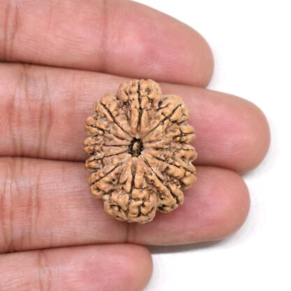 12-Mukhi-Rudraksha-Nepal-Premium-9-Hand