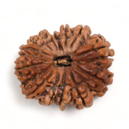 13-Mukhi-Rudraksha-Nepal-Premium-1