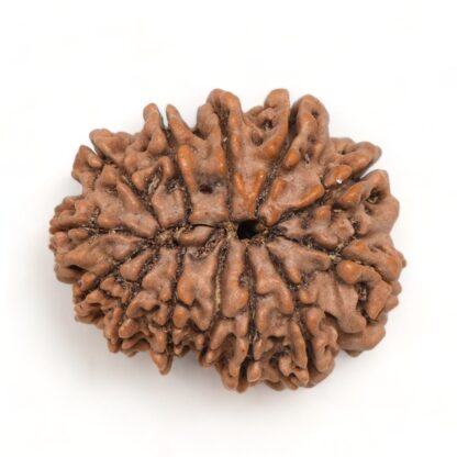 13-Mukhi-Rudraksha-Nepal-Premium-1-Back