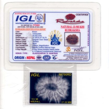 13-Mukhi-Rudraksha-Nepal-Premium-1-Certificate