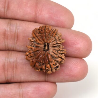 13-Mukhi-Rudraksha-Nepal-Premium-1-Hand