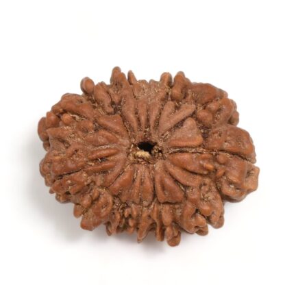 13-Mukhi-Rudraksha-Nepal-Premium-2