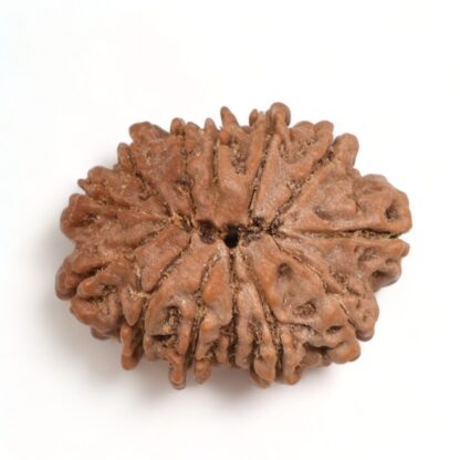 13-Mukhi-Rudraksha-Nepal-Premium-2-Back