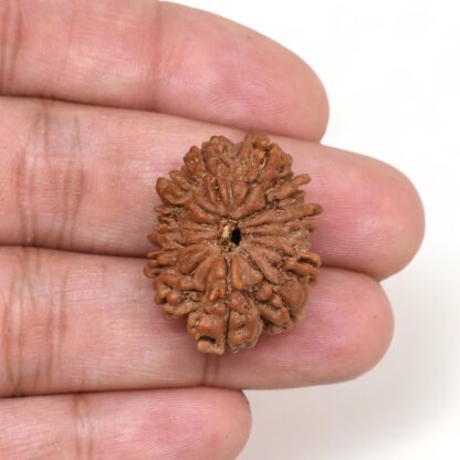 13-Mukhi-Rudraksha-Nepal-Premium-2-Hand