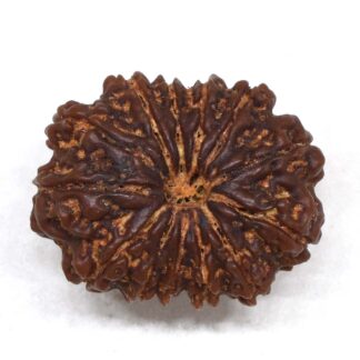 13-Mukhi-Rudraksha-Nepal-Premium-3