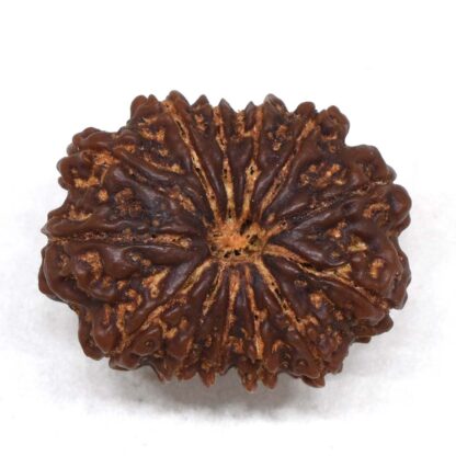 13-Mukhi-Rudraksha-Nepal-Premium-3