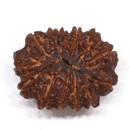 13-Mukhi-Rudraksha-Nepal-Premium-3-Back