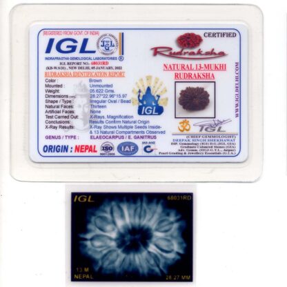 13-Mukhi-Rudraksha-Nepal-Premium-3-Certificate