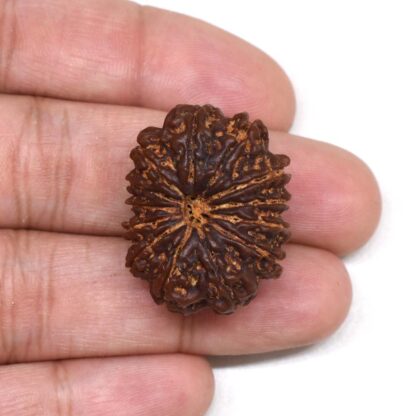 13-Mukhi-Rudraksha-Nepal-Premium-3-Hand