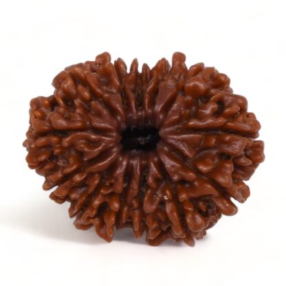 13-Mukhi-Rudraksha-Nepal-Premium-4