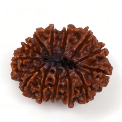 13-Mukhi-Rudraksha-Nepal-Premium-4-Back