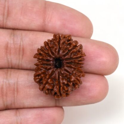 13-Mukhi-Rudraksha-Nepal-Premium-4-Hand