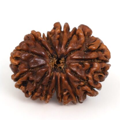 13-Mukhi-Rudraksha-Nepal-Premium-5