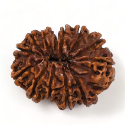 13-Mukhi-Rudraksha-Nepal-Premium-5-Back